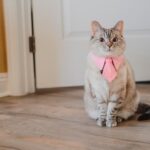 Meet Nala Cat: The Instagram Star with a Ton of Followers